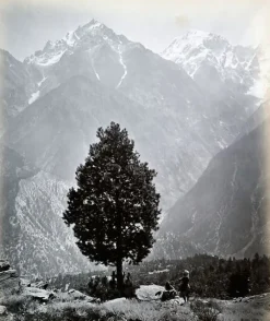 The edible Pine (Pinus Gerardiana) near Chini [Himachal Pradesh. Pin], 1863-1870 (panneaux aluminium)