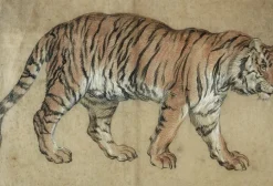 Tigre marchant vers la droite (toiles sans cadre)