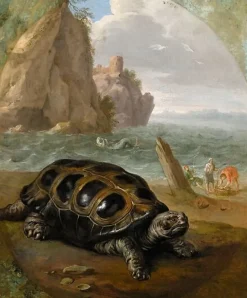 Discount Tortue (affiches d'art encadrées) Affiches D'Art Encadrées|Toiles Sur Châssis