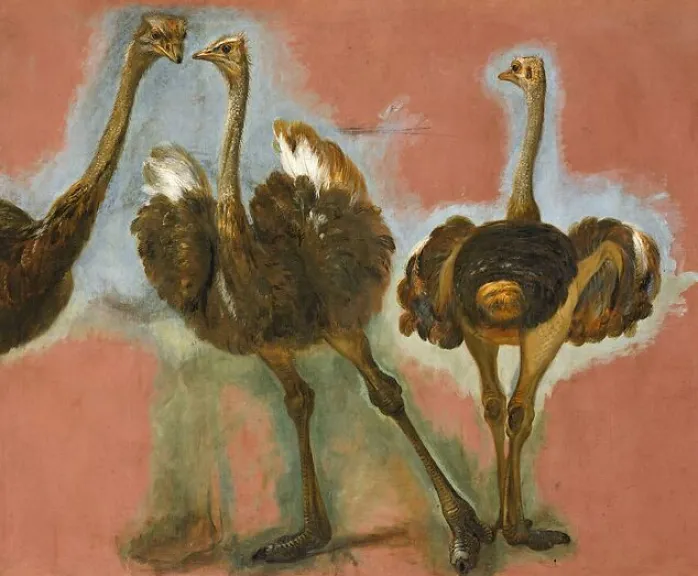 Triple étude d'une autruche (affiches d'art encadrées)