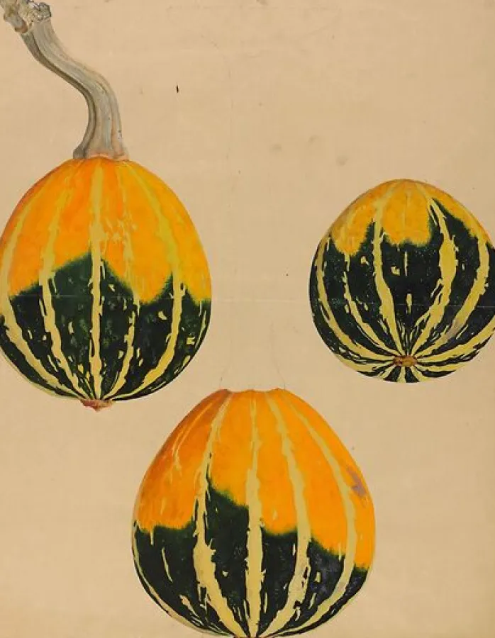 Trois études de courge - Cucurbita (panneaux aluminium)