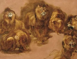Étude de lions et de lionnes (panneaux acryliques)