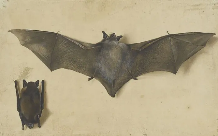 Une chauve-souris les ailes déployées, une autre les ailes repliées (affiches d'art)