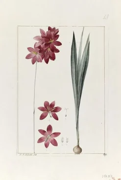 Une plante du jardin de Cels : ixia flilformis (toiles encadrées) Toiles Encadrées|Affiches D'Art Encadrées